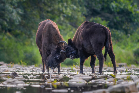 European Bison - Bison bonasus, large European even-toed ungulate native to North and East European forests and woodlands, Poland.