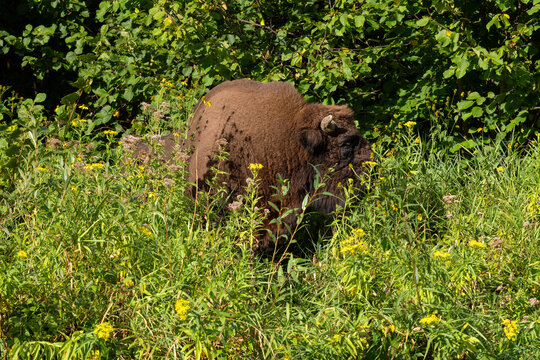 European Bison - Bison bonasus, large European even-toed ungulate native to North and East European forests and woodlands, Poland.