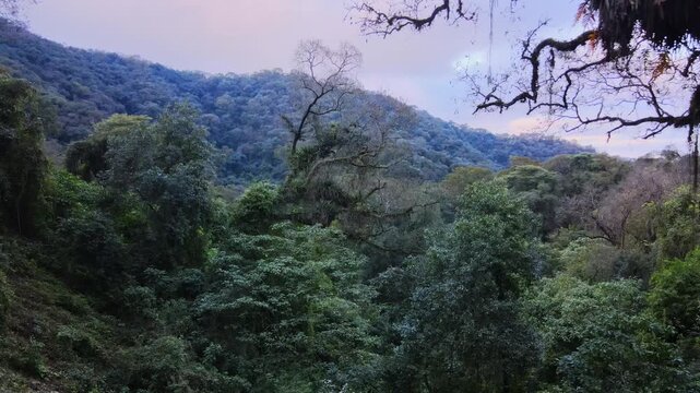Dense Yungas cloud forest covers a steep mountain slope in Jujuy as soft dusk light colors the distant ridges.