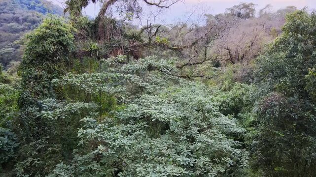 Lush Yungas cloud forest canopy fills the frame as the camera glides past dense green foliage and twisted branches in Jujuy, Argentina.