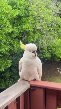 white parrot