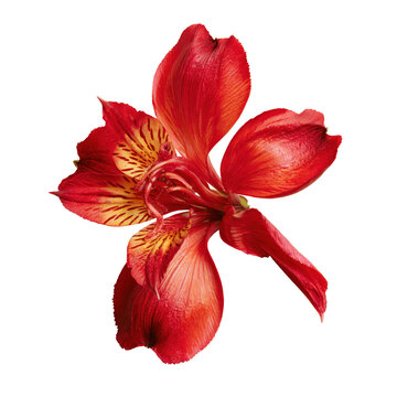 Vibrant red Alstroemeria flower with yellow striations during soft studio lighting Isolated on transparent background