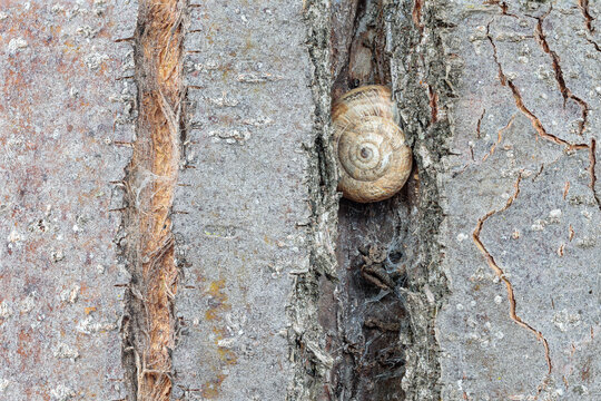 Snail embedded in a crack in the trunk of a fruit tree.