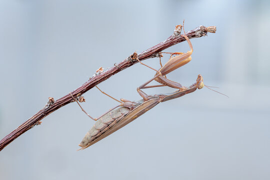 European praying mantis or Saint Teresa hanging from a branch.