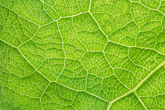 Green leaf texture abstract macro background.