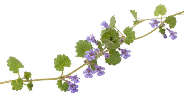 Fresh ground ivy vine stem with blooming purple flowers, creeping charlie botanical plant specimen isolated on white background
