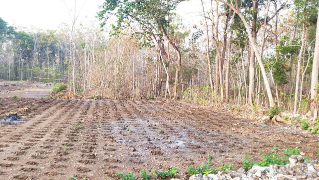 Wide outdoor landscape showing a freshly cultivated muddy field with parallel tire tracks and wet soil beside a dry tropical woodland. The background contains slender deciduous trees, sparse seasonal 
