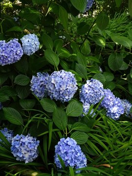 Vertical shot of vibrant blue hydrangea macrophylla blooming in lush green garden, summer floral nature background