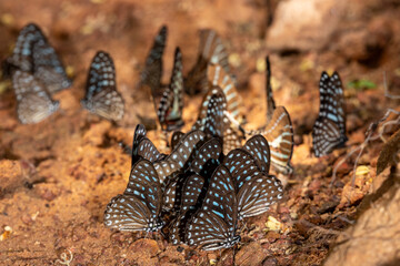 Cluster of blue spotted butterflies puddling on wet ground © wannasak