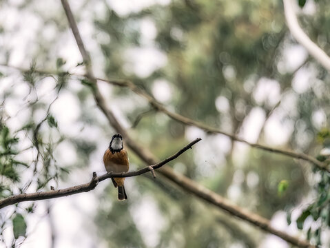 Male Rufous Whistler (Pachycephala Rufiventris)
