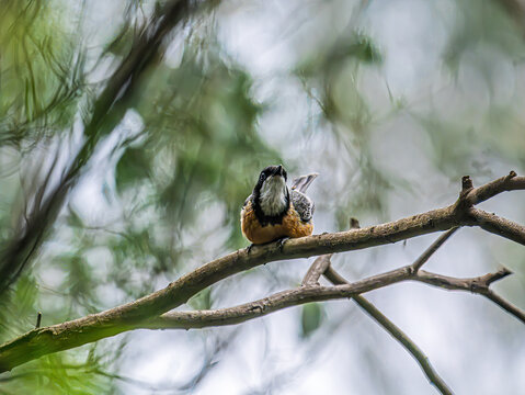 Male Rufous Whistler Crouched Head Up