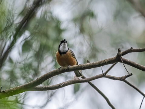  Male Rufous Whistler Head Up