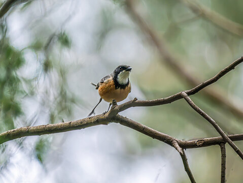 Male Rufous Whistler Taking Flight