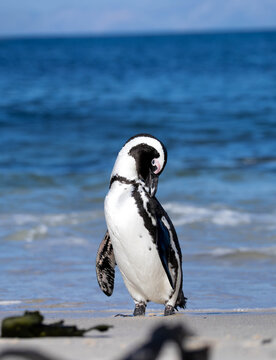 afrikanischer Pinguin