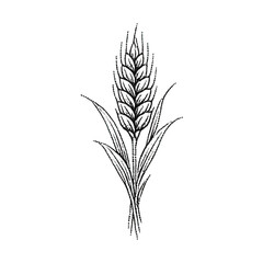 Obraz premium Illustration of a wheat stalk, PNG with transparent background.