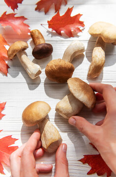 Hands harvesting fresh boletus mushrooms and autumn leaves