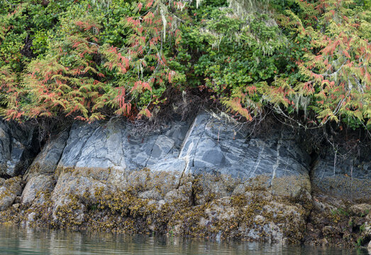 Canada, BC, Broughton Archipelago.  Interesting shoreline rock colorations