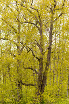 CanaCanada, BC, Delta.  Cottonwood trees in early spring at Boundary Bay