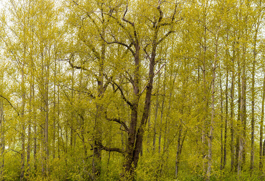 Canada, BC, Delta.  Cottonwood trees in early spring at Boundary Bay