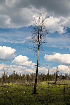 Canada, BC, Clinton.  Lone dead tree left standing after forest fire.
