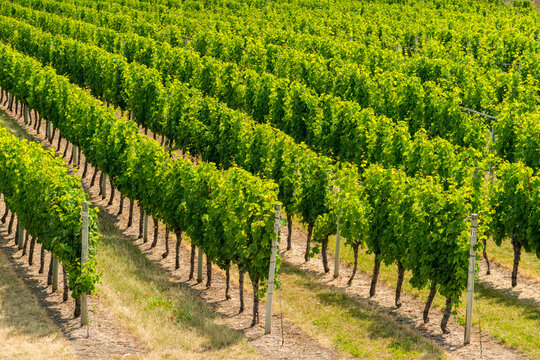 Canada, BC, Oliver.  Orderly rows of grape vines in commercial winery.