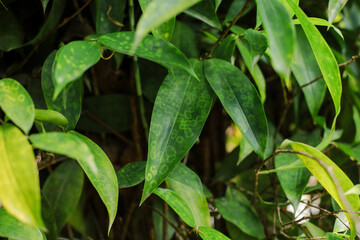 background of green leaves with mottled pattern in the garden. © Khoidir