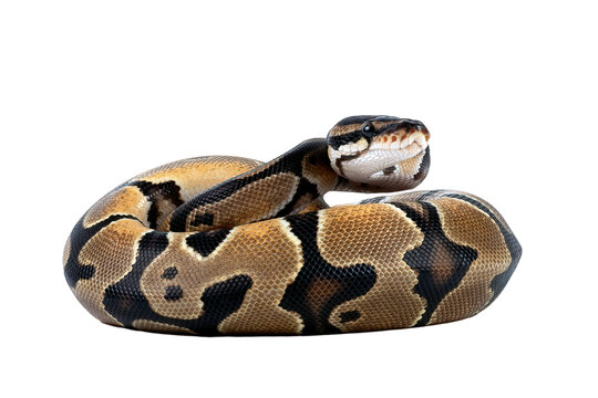 Coiled ball python snake looking at camera on white background