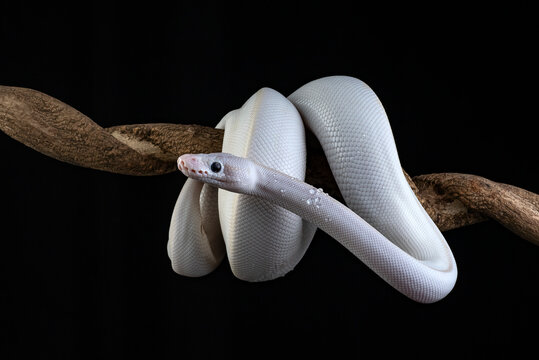 A white leucistic ball python coiled on a branch