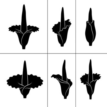 Black silhouette icons of titan arum corpse flower blooming in different growth stages and angles, minimalist botanical vector illustration isolated on white background.