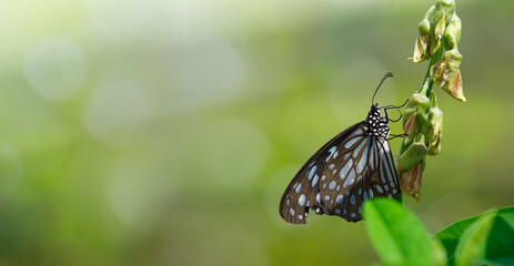 Blue Tiger (Tirumala limniace) butterfly nectaring and feeding on nectar, macro closeup in tranquil nature with soft bokeh green background and copy space © Hong.W.Jean