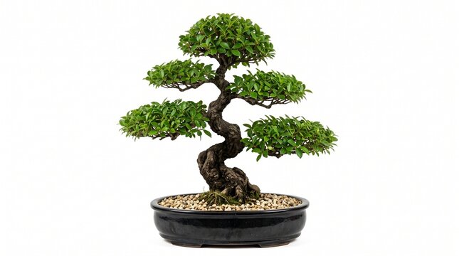 Bonsai tree in a black pot with small pebbles