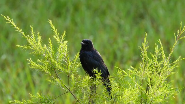black drongo perched on a green shrub in a natural habitat