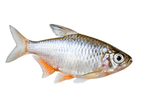 Silver fish with orange-tinted fins swims isolated on transparent background.