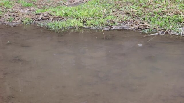 そぼ降る雨