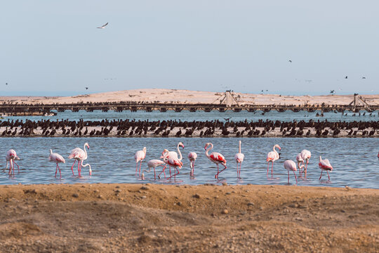 Flamingos wading in a coastal lagoon with seabirds