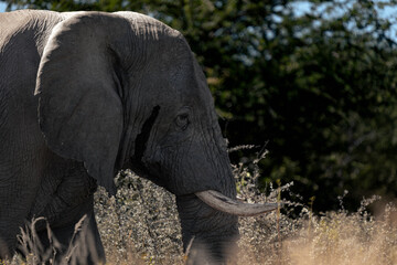 Elephant head and tusks emerging from dry grass © Luigi