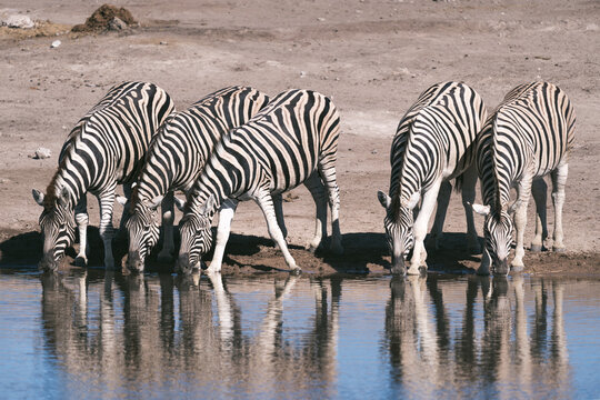Row of zebras drinking with mirrored reflections