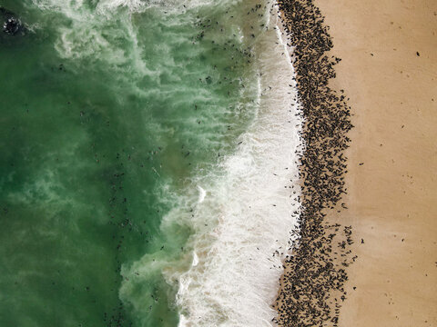 Aerial view of a large seal colony on a sandy shore