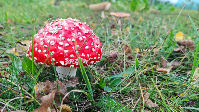 Wild red fly agaric mushroom growing in green autumn meadow with blurry background and copy space