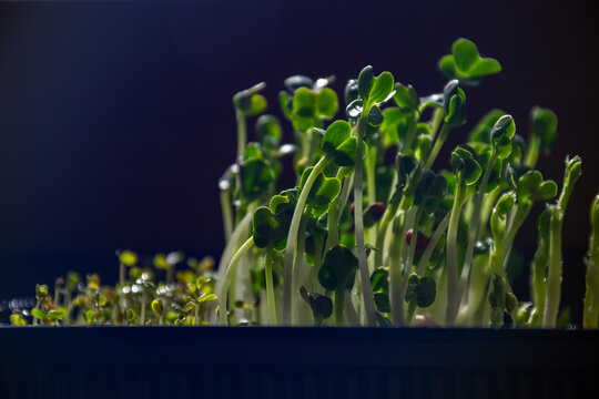Fresh organic radish microgreens with water drops growing in container under sun light with copy space