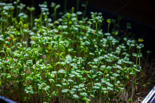 Fresh raw garden cress microgreens sprouting in small indoor container for sustainable home organic food production