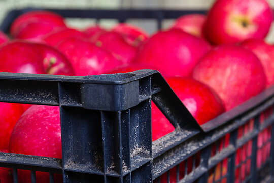 Close-up of black plastic harvest crate corner filled with ripe red apples at agricultural farm after autumn picking