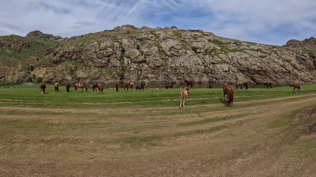 Herd of horses along the bumpy road in Mongolian steppe