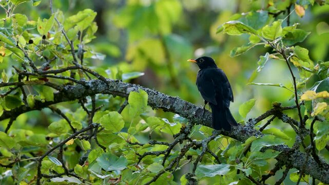Close-up of a male blackbird sitting calmly on a branch in a tree, watching everything. Source: native 8K file / 12-bit N-LOG
