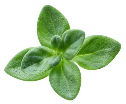 Thyme spice isolated on white background close up. Fresh organic green thyme herb macro photo with clipping path. As design element. Full depth of field