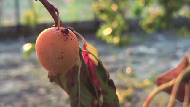 A stink bug feeding on a small apricot fruit still hanging on the tree in the morning sunlight.