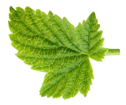 Fresh currant bush leaves isolated on white background. Green foliage for packaging design with clipping path. Full depth of field