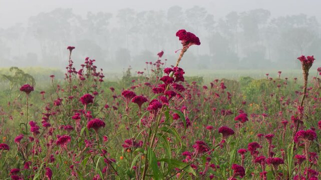 vibrant celosia flower field in a misty countryside