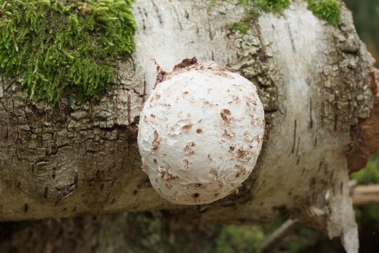 Birch polypore (Piptoporus betulinus) in an early growth stage on a dead birch trunk in the Kaapse Bossen forest on the Utrechtse Heuvelrug near Doorn.
