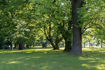Naklejka premium Large tree trunk stands on green grass lawn in public park during sunny summer day. Lush foliage trees in background provide natural ecology concept for environmental outdoor landscape.